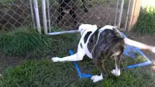 Video of adoptable pet Petra