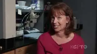 KC Biotech Start-up Working on Diabetes Cure for Pets - The Local Show