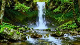 🔴 LIVE Gentle Waterfall Sounds 🌿 Birds Singing for Deep Sleep | Deep Green Forest