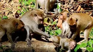 little monkey crying loudly