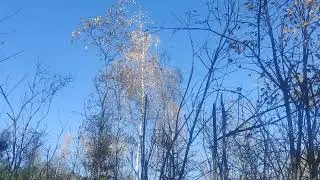 Красивая #природа и яркая #осень - 🌲 чудесный #лес из сосен autumn forest beauty 4k nature lover