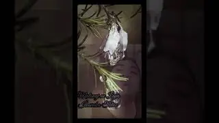 Matangi ne Lapa - (Cover) Ikavuka Tutoe