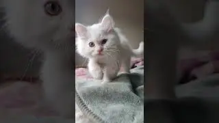 😺 Ronronar 😺