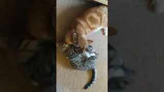 Bengal & Ginger cats playing on the floor #Shorts