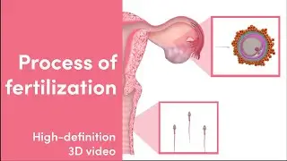 How Does Fertilization Occur | High-Definition 3D Video | MediMagic