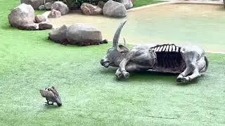(394) Predators On Wings - Singapore