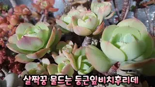 살짝꿍 물드는 #둥근잎후리데 예쁘고 #크림티 #초연 #온슬로우 눈맞춤합니다.