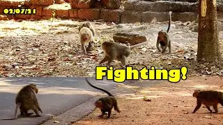 New Update! Poor Bones Got Attacked From Sankra And He Ran Poorly During D.D And Marai Follow Him.