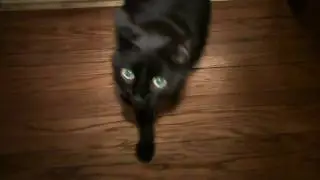 djWHEAT.tv - Cat Test