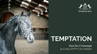 Temptation - Online Auction 4/11/2025
