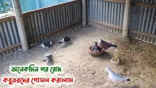 অনেকদিন পর রোদ উঠেছে, কবুতরদের গোসলের ব্যবস্থা করলাম।