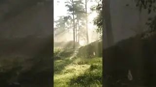 Walking🚶&zwj;♂️ in #forest #amazing #Прогулка #wow #nature #relax #sky #art #nature