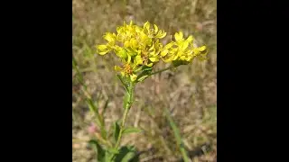 Solidago Rigida   Stiff Goldenrod