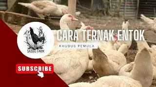 TIPS BERTERNAK ENTOK JUMBO #entokjumbo #entoktronton #peternakentokuntukpemula 