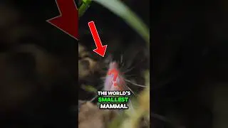 This Is The SMALLEST MAMMAL in the WORLD! 🤯 #recommended #shorts