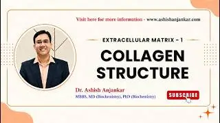 Extracellular Matrix - 1 Collagen Structure