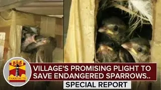 Village's promising Plight to save the endangered Sparrows - ThanthI TV