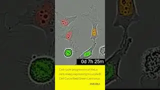 Cell cycle progression of HeLa cells stably expressing Incucyte&reg; Cell Cycle Red-Green Reagent