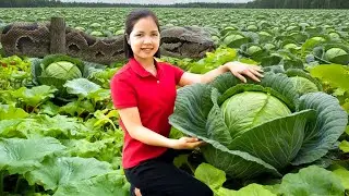 Harvesting 1000+Kg Fresh Cabbage Goes To Market Sell, Traditional Pickled Cabbage Recipe For Winter