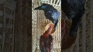 Sepasang ayam satria sinekti tanpa sisik katuranggan 