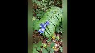 23 - Горечавка ластовневая