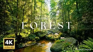 4K Forest Ambience 🌿 Relaxing Nature Sounds for Sleep, Study & Meditation | ASMR