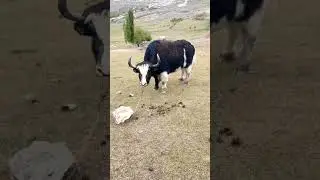 yak animal sound #yaksound #animalsound #cow