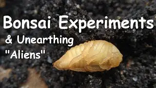 Bonsai Experiments & Unearthing 
