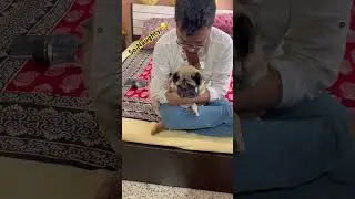 Kon kiska rakhwali korte hai 🤔🥰&hearts;️😂😜 #shorts #funny #memes #comedy #pug #pets #youtubeshorts