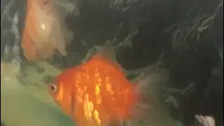 Ngắm c&aacute; đẹp |||  Sightseeing color fish and relaxing