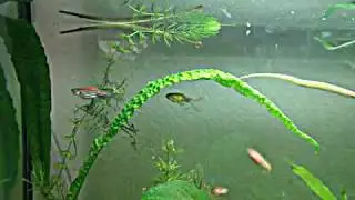 Beautiful Pipefish Microphis Brachyurus Brachyurus