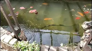 I’ll get this pond clear even if it kills me 👍😎