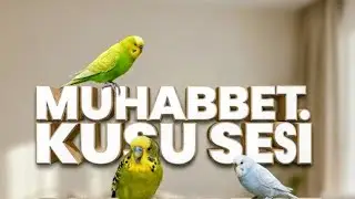 ENERJİK MUHABBET KUŞU BONCUK 3