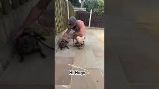 French bulldog comes to work! #dog #builder #building #brick #brickbuilder #friends #paving #dogs
