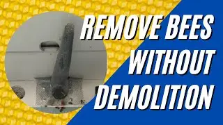 Modified trapout for safe bee extraction | Bee Rescue | Honey Bees | Save the Bees