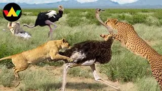 Ostriches Documentary | The Escape Masters of the African Savannah | Wild animal