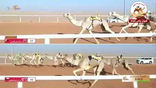 الشوط  8 النائف لـ ياسر عواض مزيد الشلوي الحارثي 9:41:83 ( مهرجان عبد العزيز للابل 2025 )