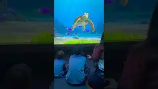 We asked Crush How Fast do Sea Turtles Swim at Turtle Talk with Crush at Disney World