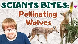 The Wolf That Pollinates: Nature&rsquo;s Rarest Pollinator