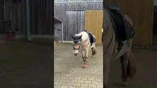 Sie war sehr brav und flei&szlig;ig heute #horse #equestrianjourney #equestrian #fjordpferd #reithalle