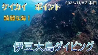 INONワイコン撮影！カメがたくさん寝てる！？伊豆大島のケイカイに潜ってきました！！　[伊豆ダイビング/伊豆大島/ビーチダイビング/ケイカイ/スキューバダイビングvlog]