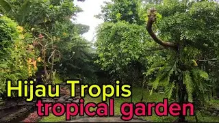 TAMAN TROPIS untuk taman belakang