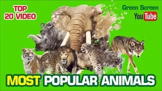 MOST POPULAR 21 GREENSCREEN ANIMALS FOR EDITS