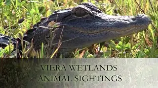 Viera Wetlands Overview (Ritch Grissom Memorial Wetlands)