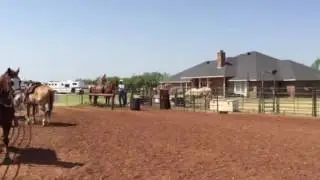Carson and Doc score calf2 July 15, 2016
