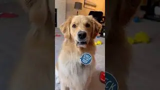 A classic. 🥲 #lipsstuckonteefs #goldenretriever #derpface #goofydog #classic #magicthegolden #magic
