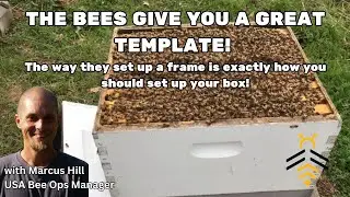 Beekeeper Chat with Marcus Hill - USA Bee Ops Manager and Chari Elam