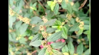 ASTHMA WEED, The All-Rounded, Useful Weed For Good Health