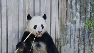 His teeth are so long! And the way he's munching on bamboo is just the cutest thing ever#panda #cute