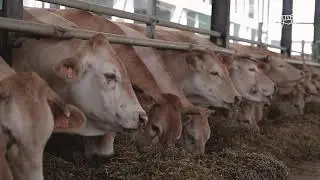 Merata Farm